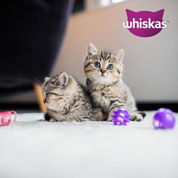 WHISKAS Junior Nassfutter in Gelee 84 x 85g Geflügel Auswahl