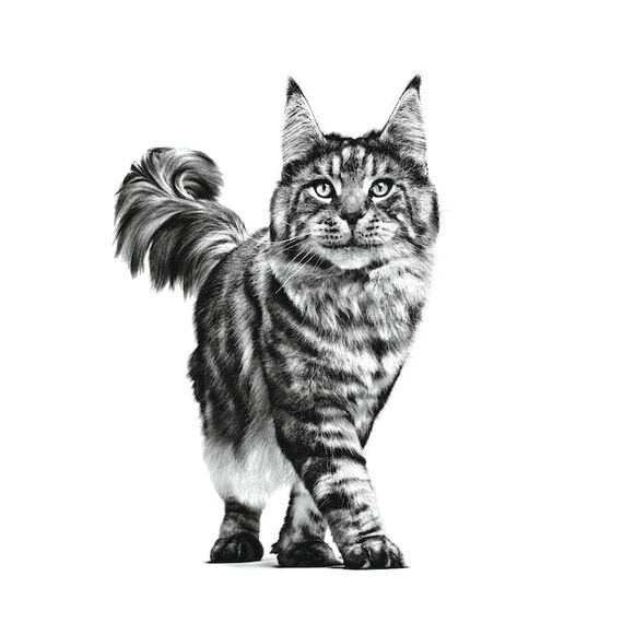 Royal Canin Veterinary Renal | 2 kg | Diät-Alleinfuttermittel für ausgewachsene Katzen | Zur Unterstützung für Katzen mit Nierenproblemen | Mit niedrigem Phosphorgehalt