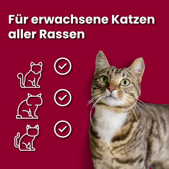 animonda vom Feinsten Senior Katzenfutter nass Nassfutter mit Rind (32x 100g), Katzenfutter ab 7 Jahren, ohne Getreide ohne Zucker, mit frischen, fleischigen Zutaten
