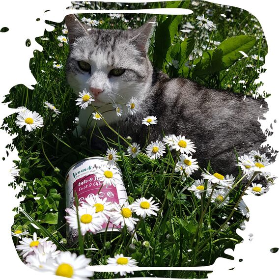 Venandi - Premium Nassfutter für Katzen - Ente & Huhn, 6 x 100g (6er Pack), getreidefrei mit extra viel Fleisch