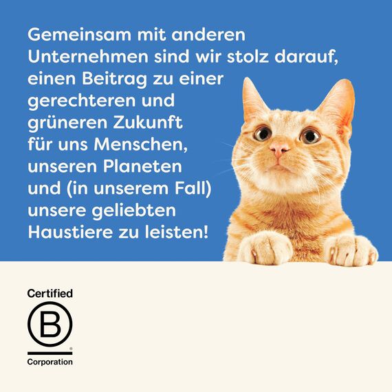 Applaws Premium Natural Katzenfutter Nass, Fischauswahl in Brühe 70g Portionsbeutel (12x70g )