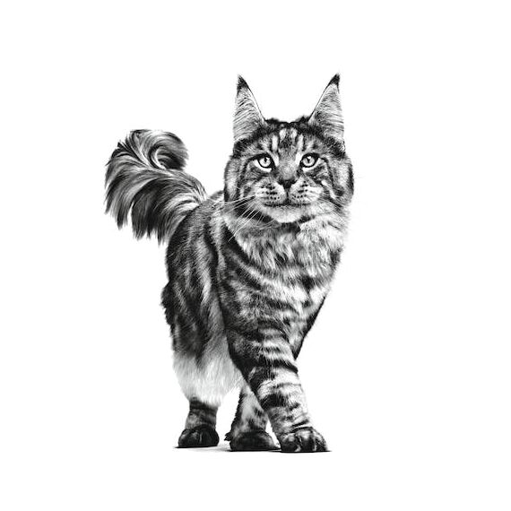 Royal Canin Veterinary Urinary S/O | 400 g | Trockenfutter für Katzen | zur Erhaltung der Harnwege | für Struvitkristalle | reduzierter Magnesiumgehalt
