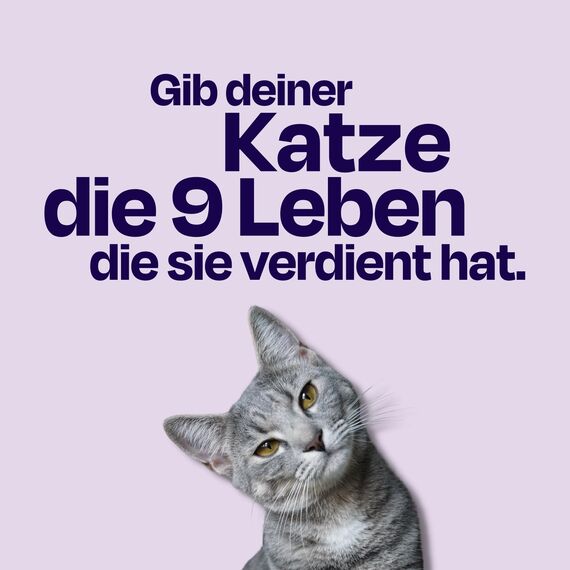 The Better Cat Super Premium Trockenfutter für Katzen | Getreidefreies Katzenfutter Trocken | Hoher Fleischanteil | Ohne Zucker | Mit Probiotika (1kg, Lachs)