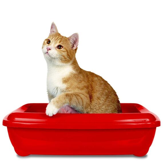Simple Solution Katzenstreu Geruchsentferner mit enzymatischer Reinigung, 500 ml