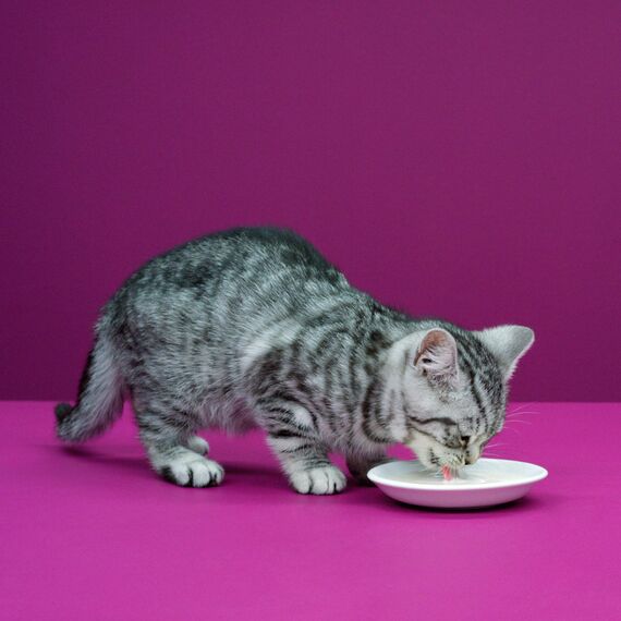 Whiskas Katzenmilch für Katzen ab 6 Wochen – Leckerer Snack für eine glückliche Katze – Laktosefrei und leicht verdaulich – Vorratspack mit 6 Flaschen à 200ml