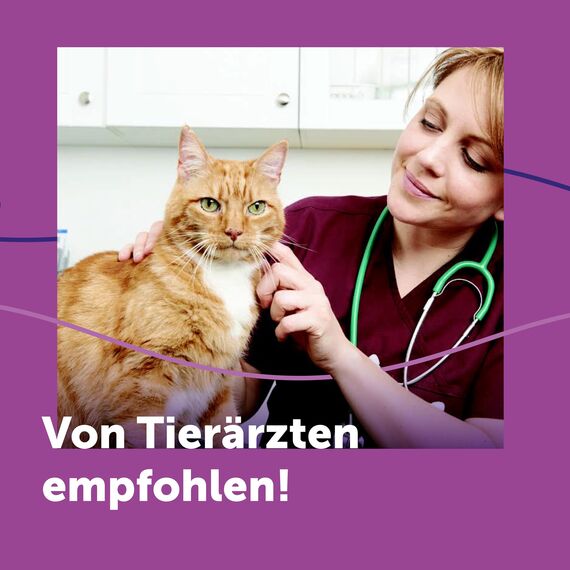 FELIWAY Classic 30 Tage Nachfüllflakon für den Pheromon Verdampfer, 48ml - Hilft Anzeichen von Stress bei Katzen und Kitten zu reduzieren, von Tierärzten empfohlen, klinisch getestet