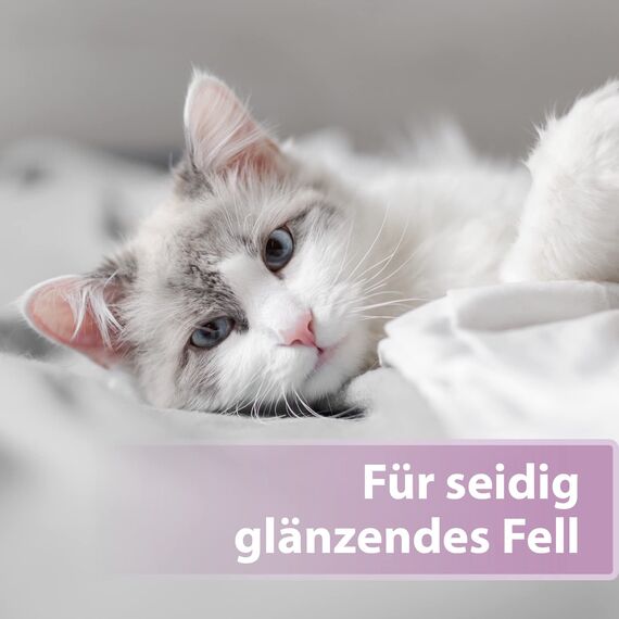 Felisept Fellpflegespray für Katzen 250ml - Entfilzungsspray Katze verfilztes Fell entfernen, besonderer Schutz & Pflege für das Katzenfell - Erleichtert das Auskämmen