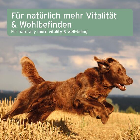 AniForte Lachsöl für Katzen & Hunde 100ml - Natur Fischöl aus Norwegen, reich an Omega 3, frisch abgefüllt in Deutschland, Ergänzungsmittel für Katzen ohne Zusätze, einfache Tropfdosierung