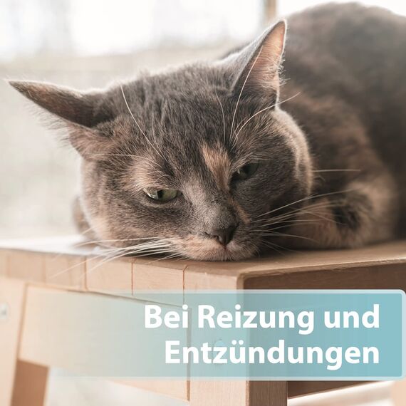 Felisept Hautpflegespray für Katzen 250ml - Milbenspray Katze - Grasmilben Katze - Juckreiz Katze - gegen Schuppen bei Katzen - Juckreiz Spray Katze - milde Pflegelotion mit natürlichen Wirkstoffen