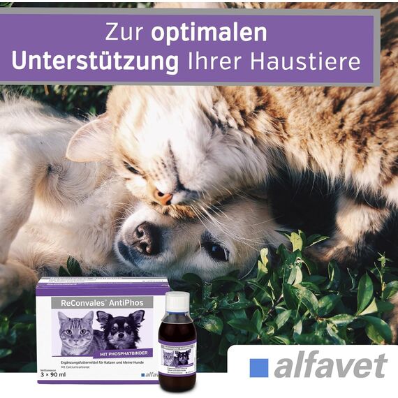 Alfavet ReConvales AntiPhos, zur Unterstützung der Nierenfunktion von Katzen und Hunden, Nahrungsergänzung mit Phosphatbinder, 3 x 90 ml Flaschen