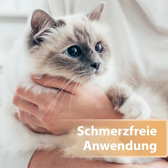 Felisept Wundspray für Katzen 75ml - Wundspray Katze zur Reinigung von Wunden, Haut und Scheimhäuten - Wundpflege Katze - Einfach in der Anwendung und schmerzfrei für die Katze