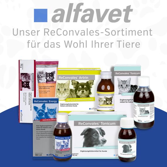 Alfavet ReConvales Energy, 180ml, Hochkalorisch in der Rekonvaleszenz für Katzen und kleine Hunde, bei hepatischer Lipidose der Katze, Diät Ergänzungsfuttermittel