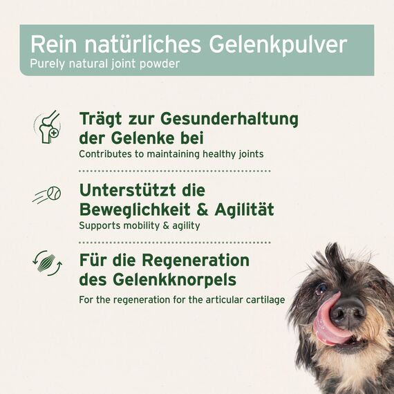 AniForte Grünlippmuschelpulver für Hunde & Katzen 250g - VERGLEICHSSIEGER 2023 Gelenkpulver in Vollfettqualität, unterstützt Gelenke & Agilität, Grünlippmuschel Pulver mit hoher Akzeptanz