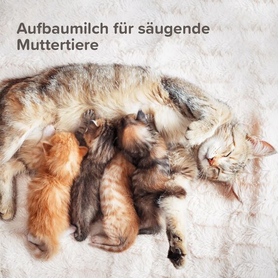 BEAPHAR - Lactol Aufzucht-Milch - Für Kätzchen - Von Geburt An - Muttermilchersatz Mit DHA, Vitaminen Und Mineralien - Unterstützt Gesunde Aufzucht Und Stärkung - 500 g (Packung mit 2)