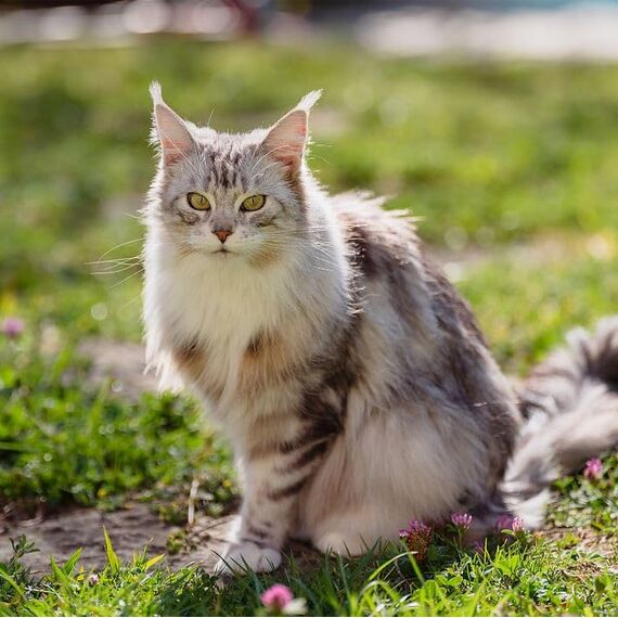 Virbac Pronefra | 60 ml | Ergänzungsfuttermittel für Hunde & Katzen | Unterstützung der normalen Nierenfunktion
