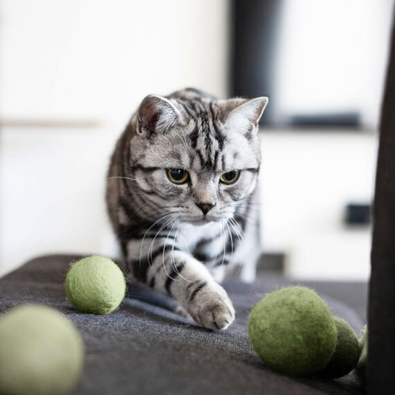 LucyBalu® Filzbälle für Katzen | Katzenspielzeug | Katzenbälle aus Filz | Spielsachen aus 100% Wolle | Natürliches Spielzeug für Kätzchen | Spielbälle Fair aus Nepal | 6 Stück | Grün