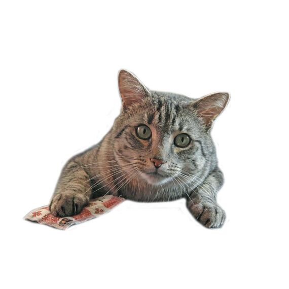 Joli Moulin Premium Katzenminze Katzenspielzeug Schmusekissen Duftkissen Oeko-TEX 100 der Umwelt zuliebe, Konservierungsbeutel, Catnip 5 Stück für glückliche Katzen (Katzenminze)