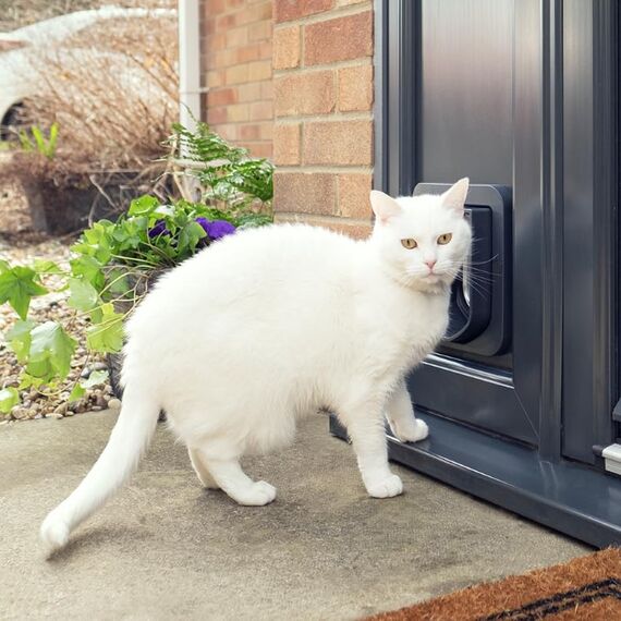 Sure Petcare SureFlap Mikrochip-Katzenklappe, batteriebetrieben, kompatibel mit RFID-Halsbandanhängern und Mikrochips, EIN-Knopf-Steuerung, Einbau in Türen, Glasscheiben und Wände, grau/weiß