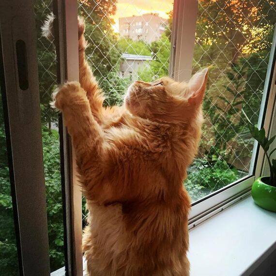 QILUCKY Nylon Katzenschutznetz Katzennetz für Balkon Transparent Können Zuschneidbar ​und Bissfest Balkonnetze für Katzen ​zur Absicherung von Terrasse, Fenster und Türen (3x3 m)