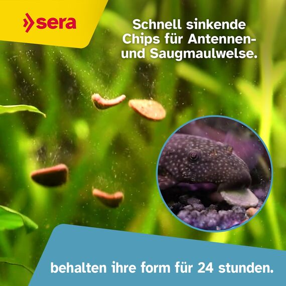 sera Pleco Chips 1.000 ml (380 g) | Wels Futtertabletten Chips für gesunde Bodenfische | Welsfutter Aquarium mit hoher Futterverwertbarkeit | Wels Futter | Fischfutter Aquarium | Made in Germany