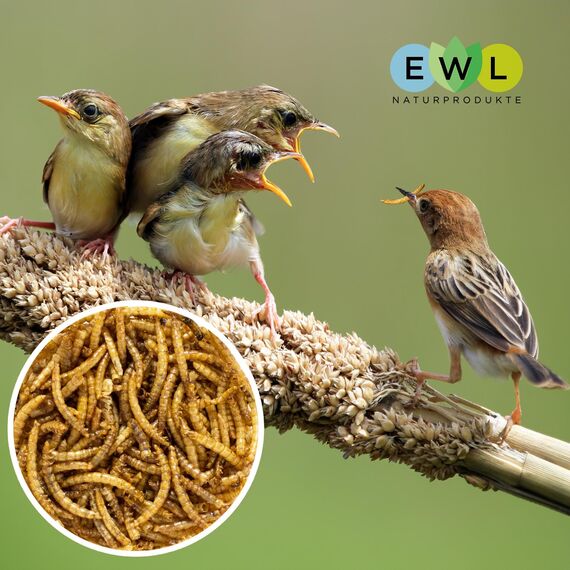 EWL Naturprodukte Mehlwürmer getrocknet 5 L (800 g), Insektensnack für Vögel, Fische, Schildkröten, Nager und Reptilien, Vogelfutter, Wildvögel, Eichhörnchenfutter, Igelfutter, Ganzjährig