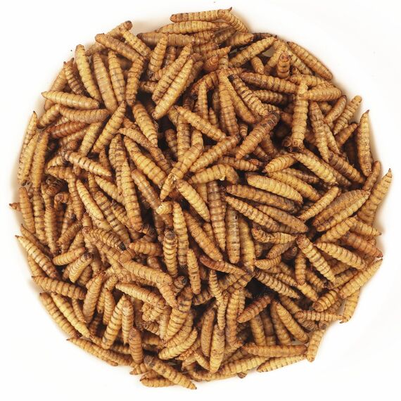 EWL Naturprodukte Soldatenfliegenlarven getrocknet 5 kg (32,5 L), Insektensnack für Vögel, Fische, Schildkröten, Nager, Reptilien, Vogelfutter, Fischfutter, Igelfutter, Wildvögel, ganzjährig