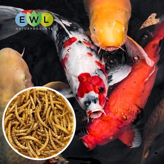 EWL Naturprodukte Mehlwürmer getrocknet 1 L (160 g), Insektensnack für Vögel, Fische, Schildkröten, Igel, Nager und Reptilien, Vogelfutter, Wildvögel, Ganzjährig, Eichhörnchenfutter, Igelfutter