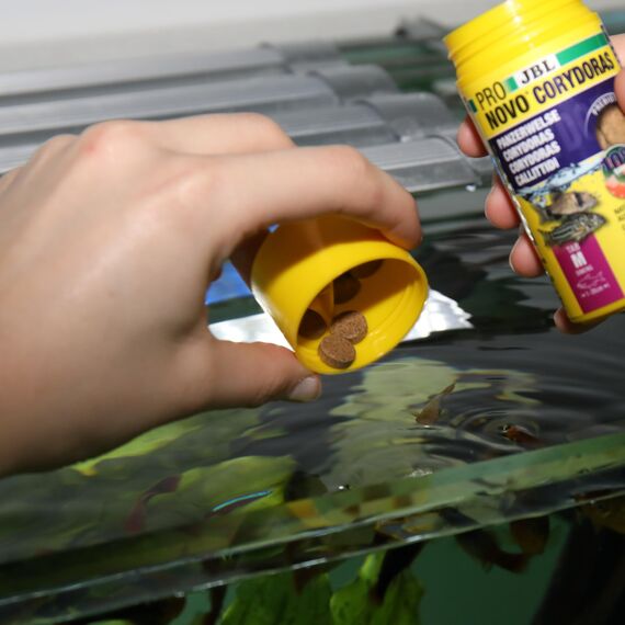 JBL PRONOVO CORYDORAS TAB M 100ml