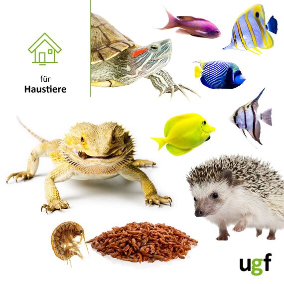 UGF - Premium Gammarus Bachflohkrebse Getrocknet - 318g im 3 Liter Eimer, Schildkrötenfutter, Fischfutter Aquarium, Axolotl Futter, Hamsterfutter, Igelfutter, Koi Futter, Rattenfutter