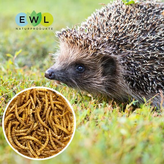 EWL Naturprodukte Mehlwürmer getrocknet 1 L (160 g), Insektensnack für Vögel, Fische, Schildkröten, Igel, Nager und Reptilien, Vogelfutter, Wildvögel, Ganzjährig, Eichhörnchenfutter, Igelfutter