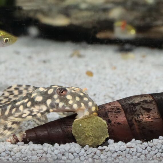 JBL PRONOVO PLECO WAFER, Futterwafer für Saugwelse von 1-20 cm, Fischfutter, Größe M, 250 ml