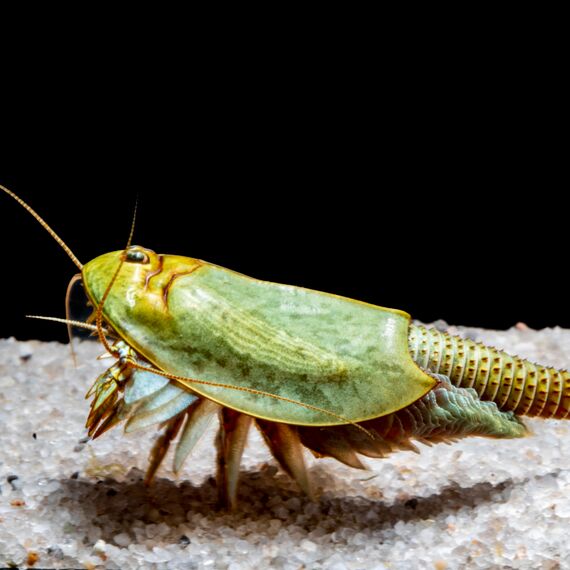 Futter für Urzeitkrebse (Triops, Feenkrebse, Artemia) -mit Anleitung- Aufzuchtfutter für Nauplien mit Chlorella Algen, pflanzlichen und tierischen Bestandteilen, Mineralstoffen, 5 g