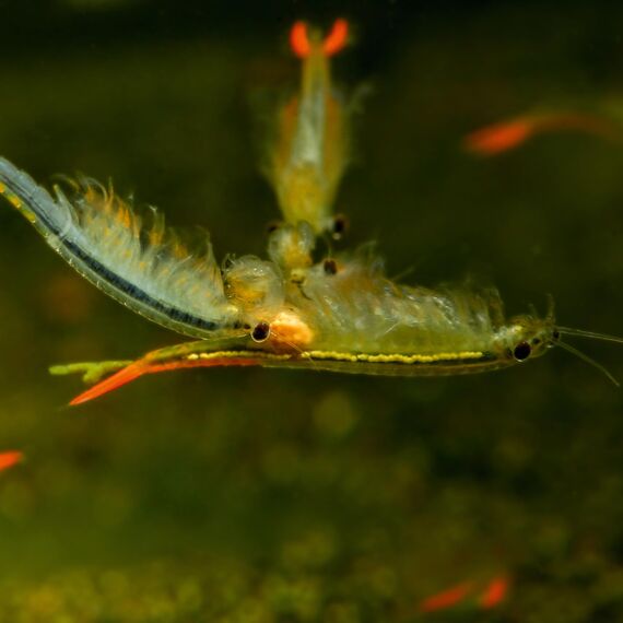 Futter für Urzeitkrebse (Triops, Feenkrebse, Artemia) -mit Anleitung- Aufzuchtfutter für Nauplien mit Chlorella Algen, pflanzlichen und tierischen Bestandteilen, Mineralstoffen, 5 g