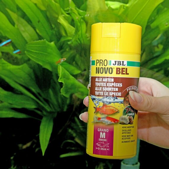 JBL PRONOVO BEL GRANO, Hauptfutter für alle Aquarienfische von 8-20 cm, Fischfutter-Granulat, Klickdosierer, Größe M, 250 ml