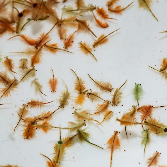Futter für Urzeitkrebse (Triops, Feenkrebse, Artemia) -mit Anleitung- Aufzuchtfutter für Nauplien mit Chlorella Algen, pflanzlichen und tierischen Bestandteilen, Mineralstoffen, 5 g