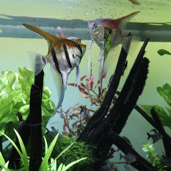 JBL PRONOVO BEL GRANO, Hauptfutter für alle Aquarienfische von 3-10 cm, Fischfutter-Granulat, Klickdosierer, Größe S, 100 ml