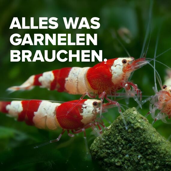 NatureHolic - Garnelenfutter Mainfeed I Futter für Garnelen im Aquarium I Made in Germany I Frei von Fischmehl I Für besseres Wachstum und Panzer Aufbau I 30 g