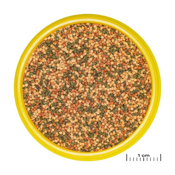 JBL PRONOVO BEL GRANO, Hauptfutter für alle Aquarienfische von 3-10 cm, Fischfutter-Granulat, Klickdosierer, Größe S, 100 ml