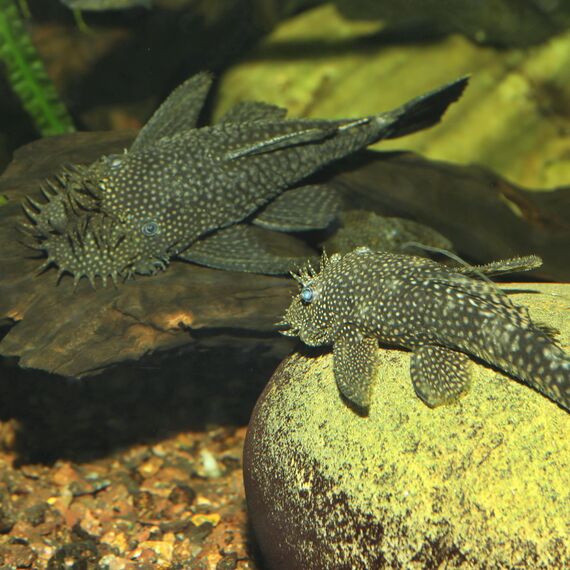 JBL PRONOVO PLECO WAFER, Fischfutter, Größe XL, 250ml