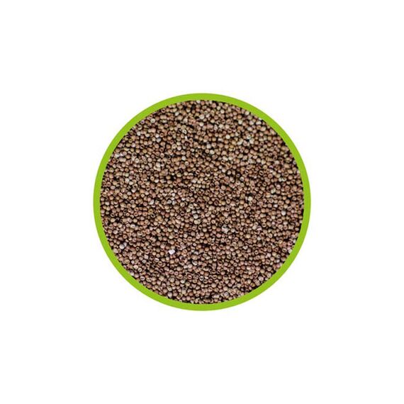 HOBBY Aquaristik Artemia Eier I 20 ml I Lebendfutter für Aquarienfische I Artemien-Eier zur Zucht von Artemia-Nauplien I Frische Artemia für nährstoffreiche und gesunde Ernährung I Artemiazysten