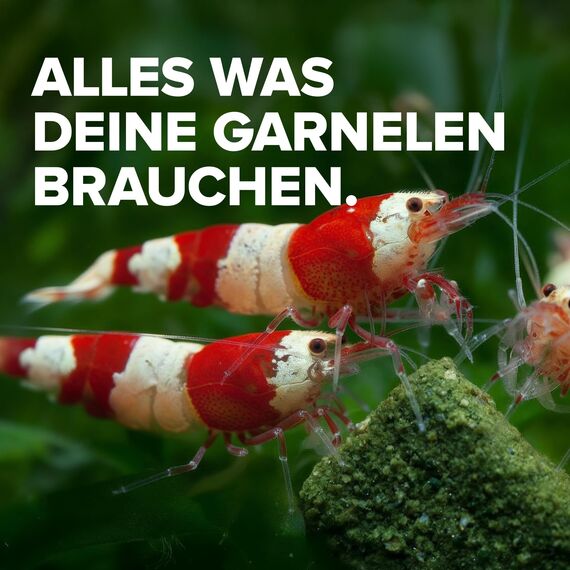 NatureHolic Garnelenfutter Mainfeed - 3 für 2 Spar Set I Futter für Garnelen im Aquarium I Made in Germany I Für besseres Wachstum und Panzer Aufbau | 1 Mainfeed GRATIS geschenkt