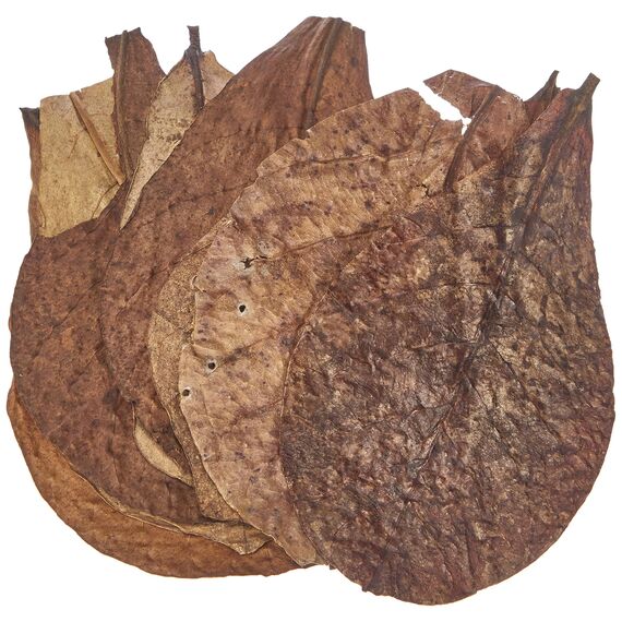 sera Catappa Leaves S 10-15 cm (10St) - Seemandelbaumblätter für die natürliche Wasseraufbereitung (Packung mit 2)