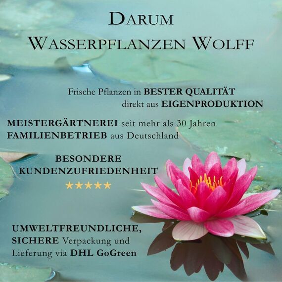 WASSERPFLANZEN WOLFF - Algenkiller-Set, Anti-Algen Wasserpflanzen Sortiment, schnellwachsende 5 Arten Pflanzen + 1 Mooskugel, Aquariumpflanzen für Algen-Prophylaxe