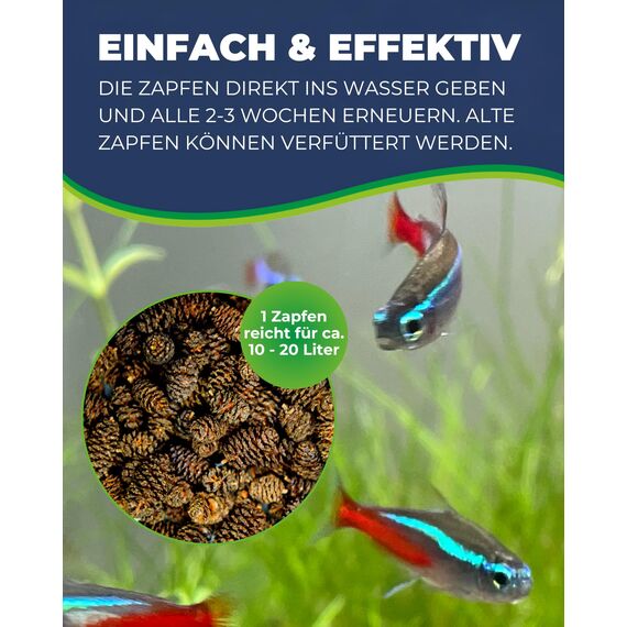 HOBBY Aquaristik Alder Cones I 50 Stück I Schwarzerlenzapfen für Aquarien I Erlenzapfen zur Senkung und Stabilisierung des pH-Wertes I Schutz vor Bakterien und Pilzen I ideal für Süßwasseraquarien