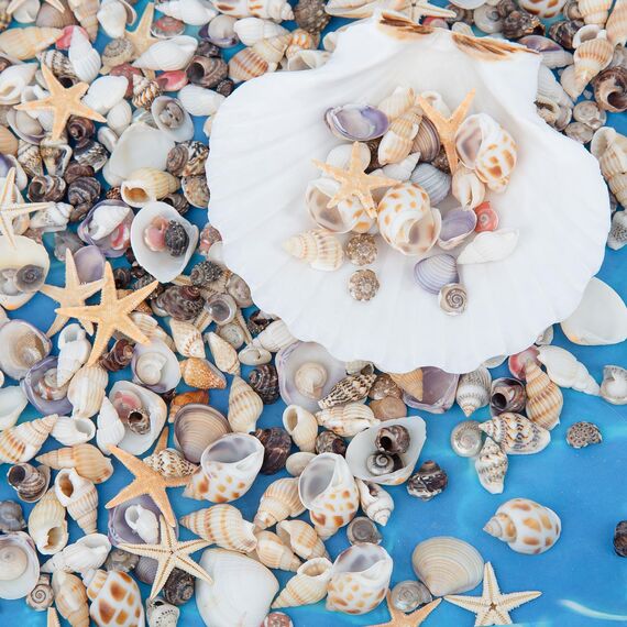 SKOOLOVE 450 Stück Kleine Muscheln und Mini Seesterne, Gemischte Natürliche Muscheln zum Basteln, Strandmalerei, Kerzenherstellung, Aquarien und Vasenfüllung (180g)