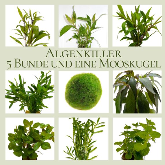 WASSERPFLANZEN WOLFF - Algenkiller-Set, Anti-Algen Wasserpflanzen Sortiment, schnellwachsende 5 Arten Pflanzen + 1 Mooskugel, Aquariumpflanzen für Algen-Prophylaxe