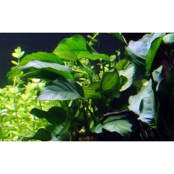 Tropica Einsteiger Set mit 6 einfachen Topf Pflanzen Aquariumpflanzenset Nr.3 Wasserpflanzen Aquarium Aquariumpflanzen