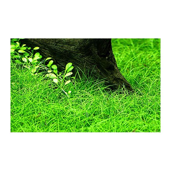 Tropica Einsteiger Set mit 6 einfachen Topf Pflanzen Aquariumpflanzenset Nr.3 Wasserpflanzen Aquarium Aquariumpflanzen