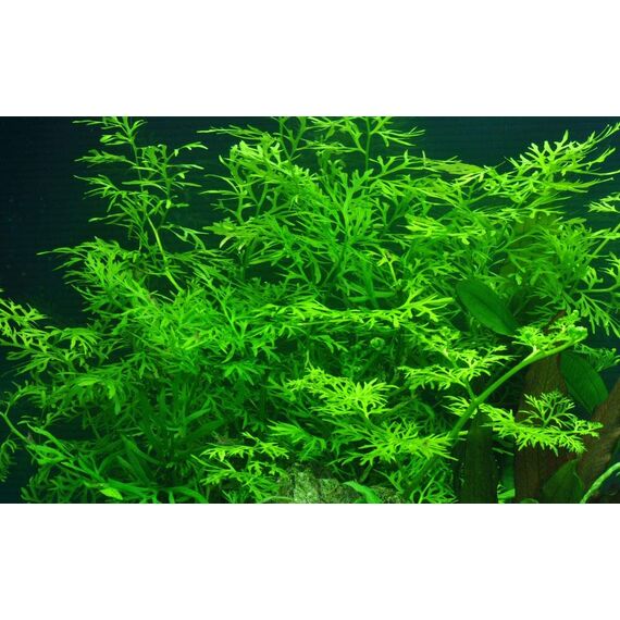 Tropica Einsteiger Set mit 6 einfachen Topf Pflanzen Aquariumpflanzenset Nr.3 Wasserpflanzen Aquarium Aquariumpflanzen