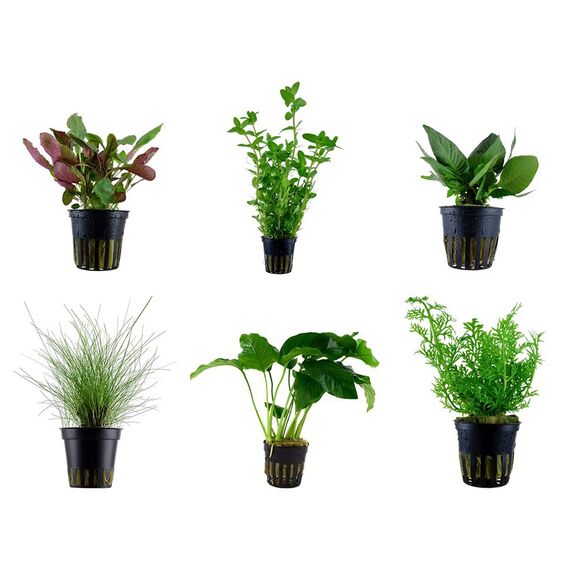 Tropica Einsteiger Set mit 6 einfachen Topf Pflanzen Aquariumpflanzenset Nr.3 Wasserpflanzen Aquarium Aquariumpflanzen